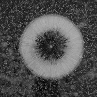 Living on Earth: Ice Visions Living on Earth: Ice Visions