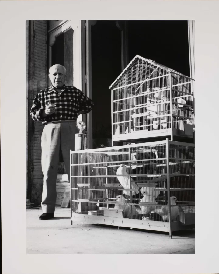 Lucien Clergue, Picasso and the doves, Cannes La Californie, 1955, photograph, 20 x 16 in., Bates College Museum of Art, gift of Kathleen Quinn, in loving memory of Daniel J. Calacci, 2012.2.3