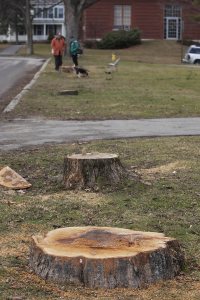 Stumps along Andrews Road. (Phyllis Graber Jensen/Bates College)