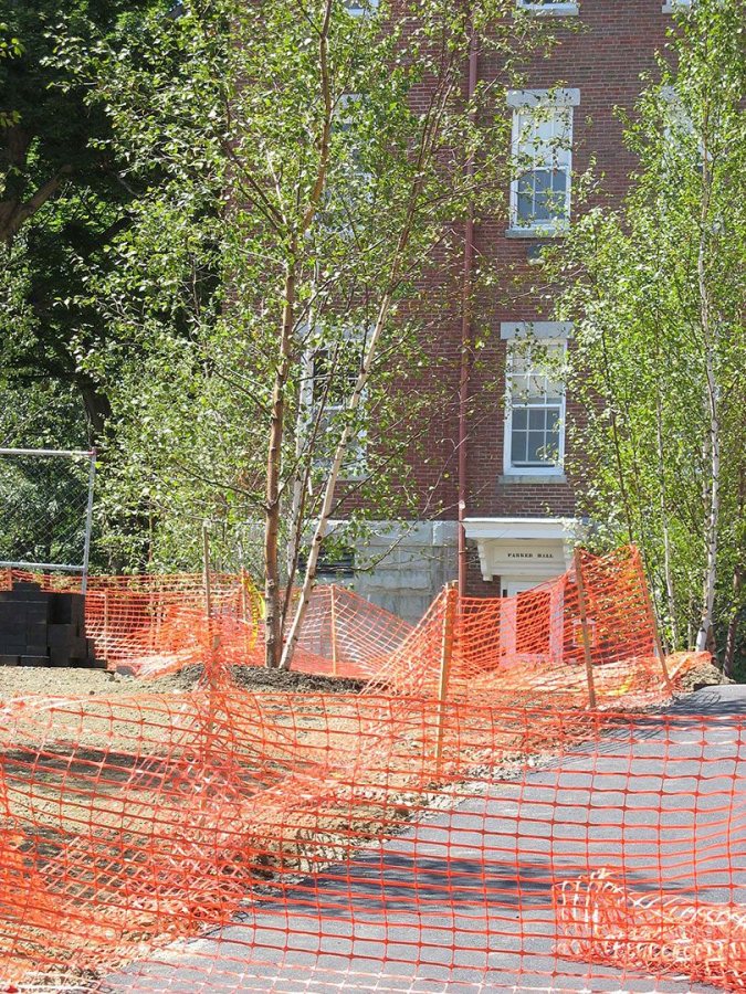 Birches and fences on Alumni Walk. (Doug Hubley/Bates College)