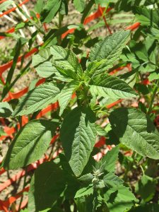 Green amaranth is often called pigweed. But so are lamb's quarters. (Doug Hubley/Bates College)