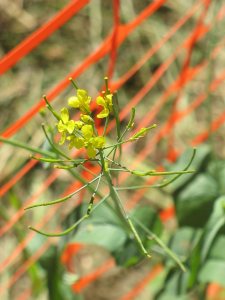 A field-mustard blossom. The greens are nutritious and deliciously bitter-spicy. (Doug Hubley/Bates College)