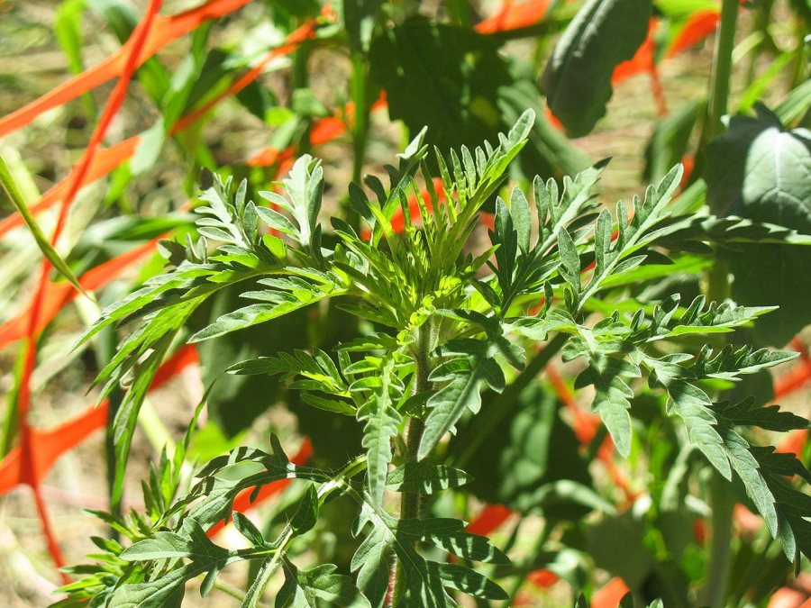 Everyone's favorite wild plant, ragweed, is abundant on Alumni Walk during August 2008. (Doug Hubley/Bates College)