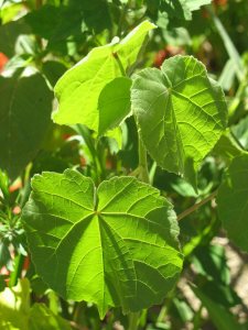 The best-looking weed on Alumni Walk in August 2008 is velvet-leaf. (Doug Hubley/Bates College)