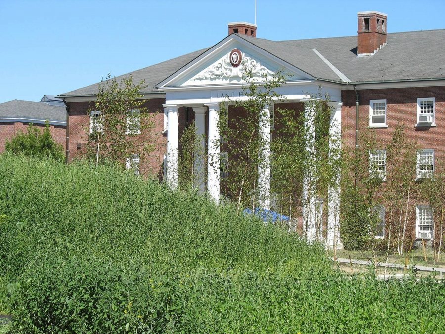 Landscape plantings couldn't be done on Alumni Walk till new loam was spread, and the loam had to wait until the paving was done. Net result, shown on Aug. 28, 2008: a fine crop of weeds. (Doug Hubley/Bates College)