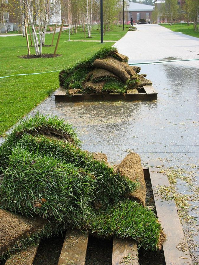 New sod. (Doug Hubley/Bates College)