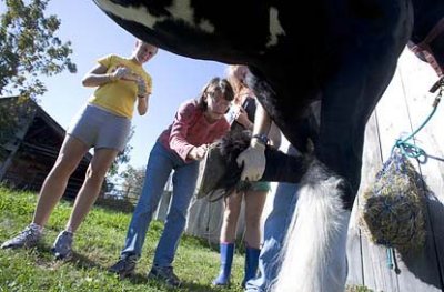 Biology professor Lee Abrahamsen examines a horse