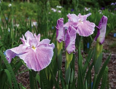 Photo by R. Dennis Hager, Society for Japanese Irises 
Image of a Dirigo Pink Milestone iris, a hybrid developed by John White '39.
