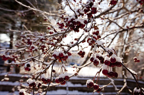 Berry red