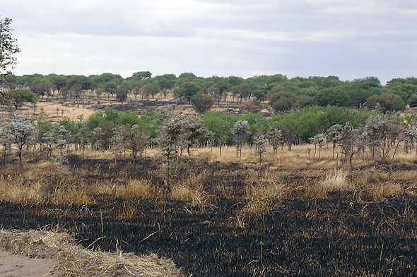 2-fire.jpg