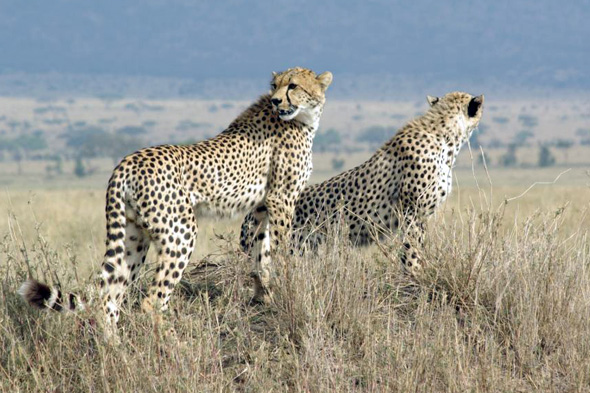 4-eby_cheetah.jpg