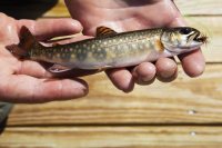 Eric Stirling ’97, West Branch Pond Camps (wilderness sporting camp), lands a brook trout on his first cast during a tour on August 9, 2019.