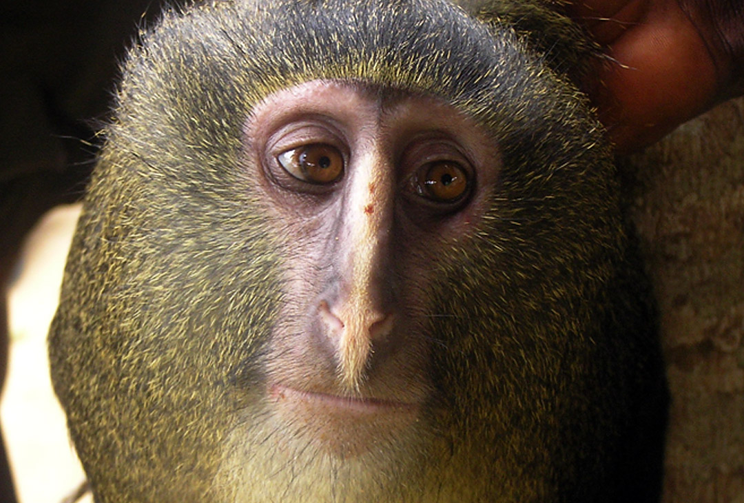 A captive adult male <italic>Cercopithecus lomamiensis</italic>. Photograph by  Maurice Emetshu.