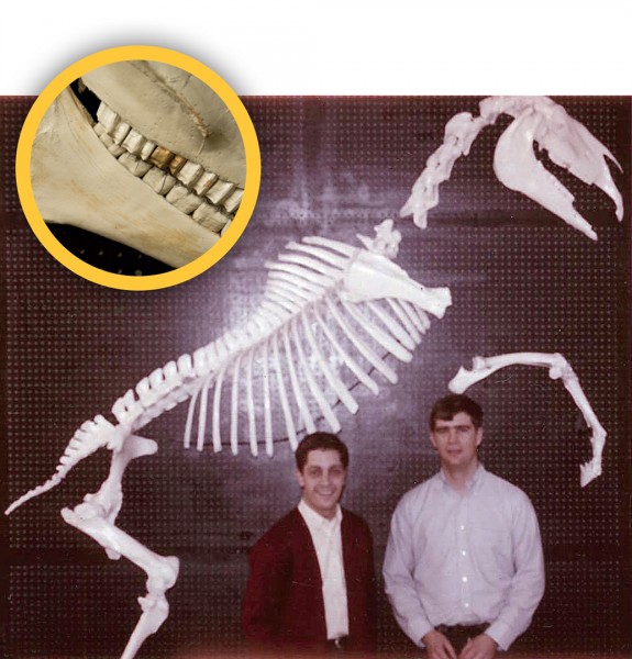 horse-skeleton-1969