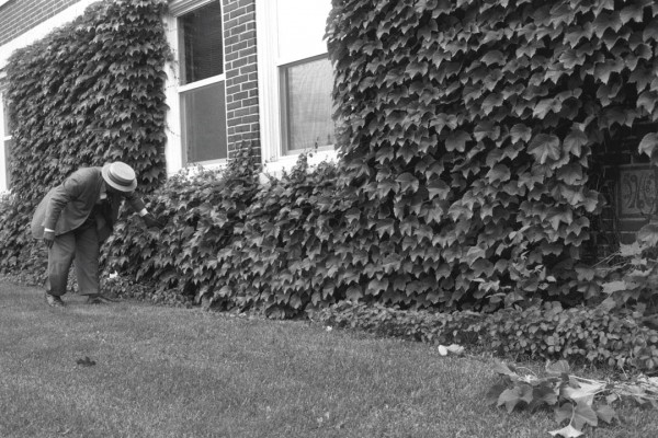 While on campus for Reunion 1998 to receive the college’s highest alumni honor, the Benjamin Mays Medal, Gomes creates a bit of theater by searching the ivy-covered walls of Carnegie Science for the Class of 1965 ivy stone. Photograph by Phyllis Graber Jensen/Bates College. 