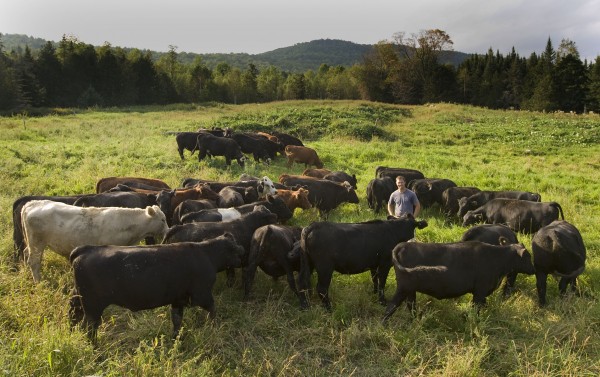 Bates Dining purchases grass-fed beef from Cold Spring Ranch in New Portland, Maine, a practice that helps to bolster the college's green dining rating. (Phyllis Graber Jensen/Bates College)