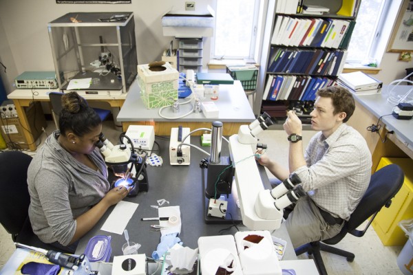 Caleb Glassman '14 and Destany Franklin '14 conduct research in a lab run by Nancy Kleckner, associate professor of neuroscience, on July 30, 2013. Photograph by Marc Glass/Bates College