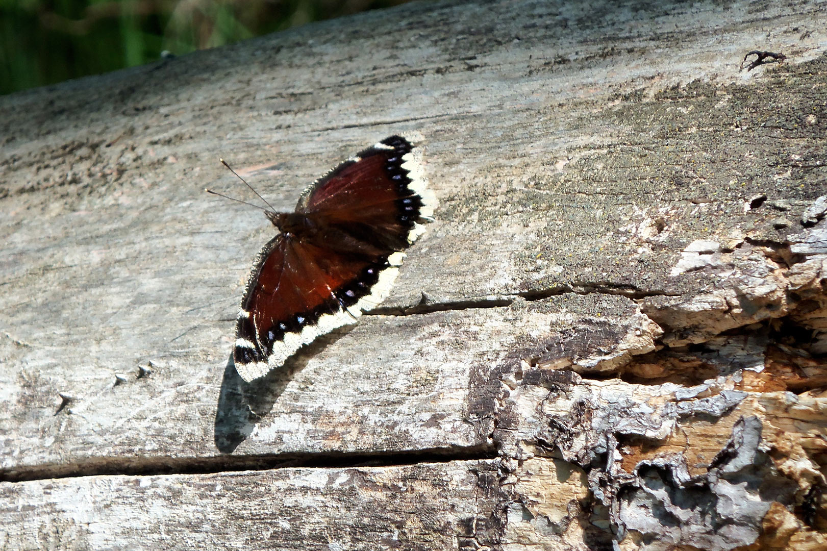 Mourning cloak butterfly. (CC license: Jamie Jones / USFWS)