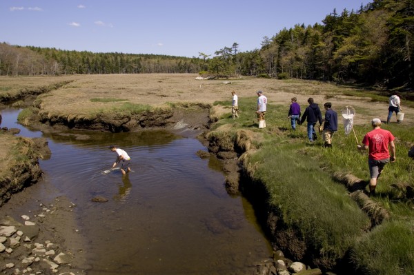 A Short Term course on hydrogeology, taught by Associate Professor Beverly Johnson, visits the Bates-Morse Mountain Conservation Area. (Phyllis Graber Jensen/Bates College)