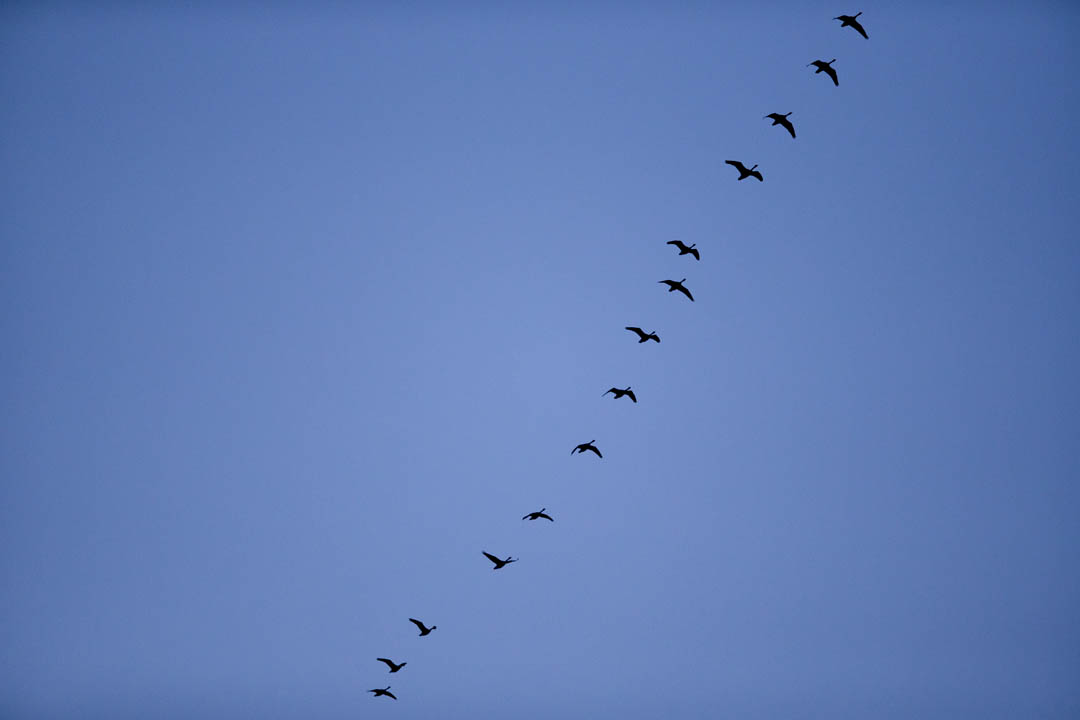 A harbinger of spring, Canada geese cruise over Garcelon Field at dusk, heading north after their winter migration. (Phyllis Graber Jensen/Bates College)