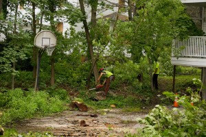 Webster Tree Service of Auburn, a subcontractor of Gendron & Gendron, begins tree removal at the corner of Central and Campus avenues on July 30, 2014, in preparation for building demolition the following week. (Phyllis Graber Jensen/Bates College)