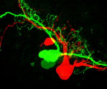 Taken with a confocal microscope, this image shows two adjacent neurons filled with differently colored fluorescent dyes. The goal of taking the photo, says Bates neuroscientist Nancy Kleckner, was to "see if the cells were coupled, that is,  whether the dye could leak from one cell to the other." These types of neurons are involved in regulating feeding in pond snails, a specific focus of Kleckner's research. The image was taken by one of Kleckner's thesis students, Mayur Contractor '10.