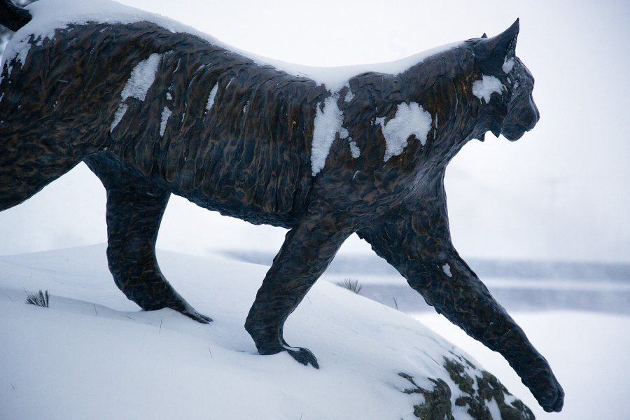 The Bobcat seems impervious to, and perhaps amused by, the storm.