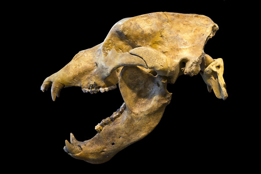 The"microwear" seen on one species' teeth can infer the diet of another, even an extinct species like the cave bear, Ursus spelaeus, whose jaw is shown here. (Photograph by Didier Descouens [CC BY-SA 3.0], via Wikimedia Commons)