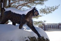 On a recent winter morning, the Bobcat carries a coat of snow. (Phyllis Graber Jensen/Bates College)