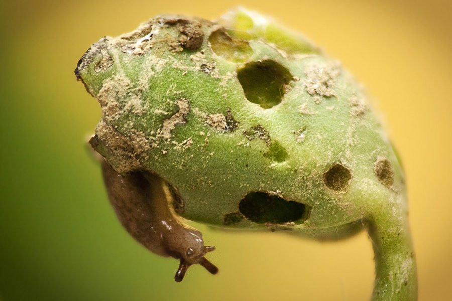A slug munches on a soybean seedling. (Nick Sloff/Penn State)