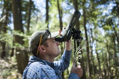 Assistant Professor of Biology Brett Huggett holds a hemlock branch infested with invasive hemlock woolly adeljids during a Short Term 2015 field trip at the Bates–Morse Mountain Conservation Area. (Josh Kuckens/Bates College)