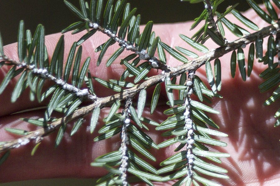 This hemlock branch shows the presence of woolly adelgid. Note the tell-tale white woolly masses on the undersides of the twigs. (Josh Kuckens/Bates College)