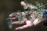 For students, finding an invasive insect in Maine is yet another ‘useful’ Bates experience