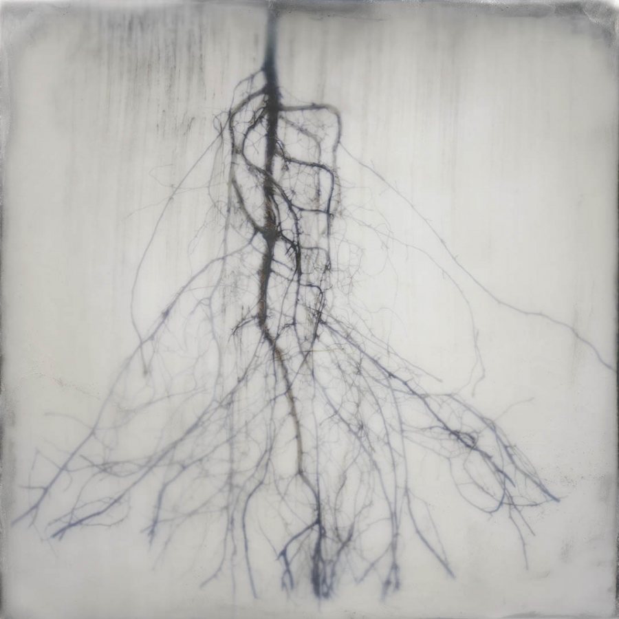 "Fir Roots," a 2015 photograph by Shoshannah White, appears in the summer 2015 Bates College Museum of Art exhibition "Points of View." Courtesy of the artist.