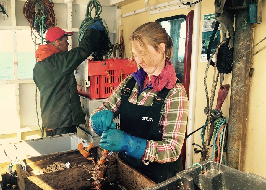 Kate McNally '17 bands lobsters on a lobster boat off Grand Manan Island. 
