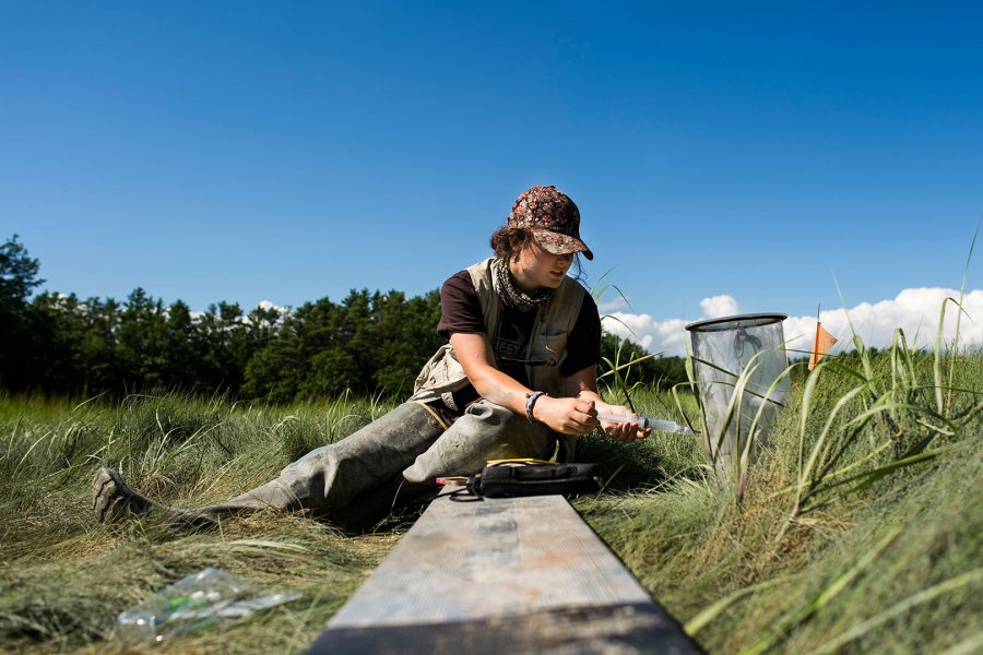 A summer researcher with Professor of Geology Beverly Johnson, Cailene Gunn '16 of Granby, Conn., collects gas samples in a coastal Maine marsh. She's supporting ongoing research to analyze the health of various marshes that have been altered by humans. (Josh Kuckens/Bates College)