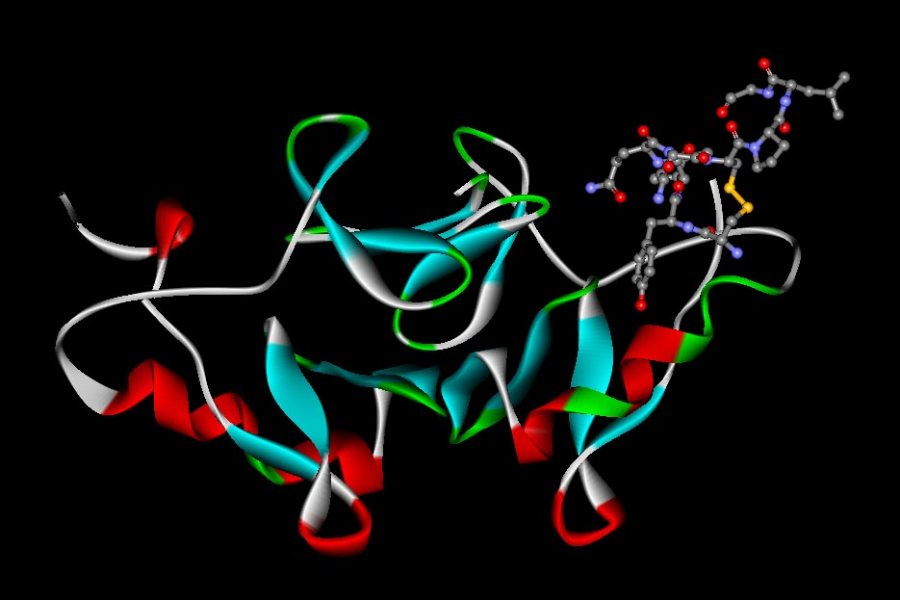 A representation of the oxytocin molecule, upper right, bound to the protein neurophysin, shown as ribbons, that carries it through the body.