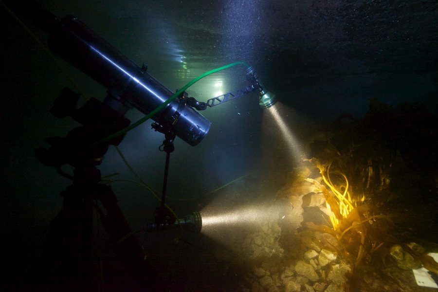 Researchers used a prototype hyperspectral imager, which collects and processes information from across the electromagnetic spectrum, to create optical “fingerprints” of different species on the sea floor during the polar night. (Geir Johnsen NTNU/UNIS)