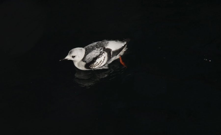 Bird species, like this black guillemot, were observed foraging for food in complete darkness. That activity, the researchers say, raises a question: How do species known to be “visual predators other times of the year” can “find their prey during the polar night”? (Geir Johnsen NTNU/UNIS)