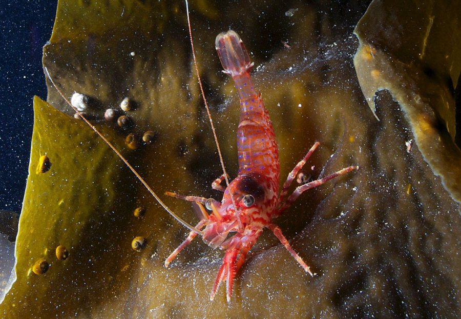 To the surprise of researchers, the Arctic ecosystem stays busy during the polar night. This shrimp, Lebbeus polaris, is seen on the blade of a kelp species. (Geir Johnsen NTNU/UNIS)