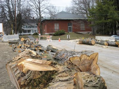 You may see this maple again someday. (Doug Hubley/Bates College)