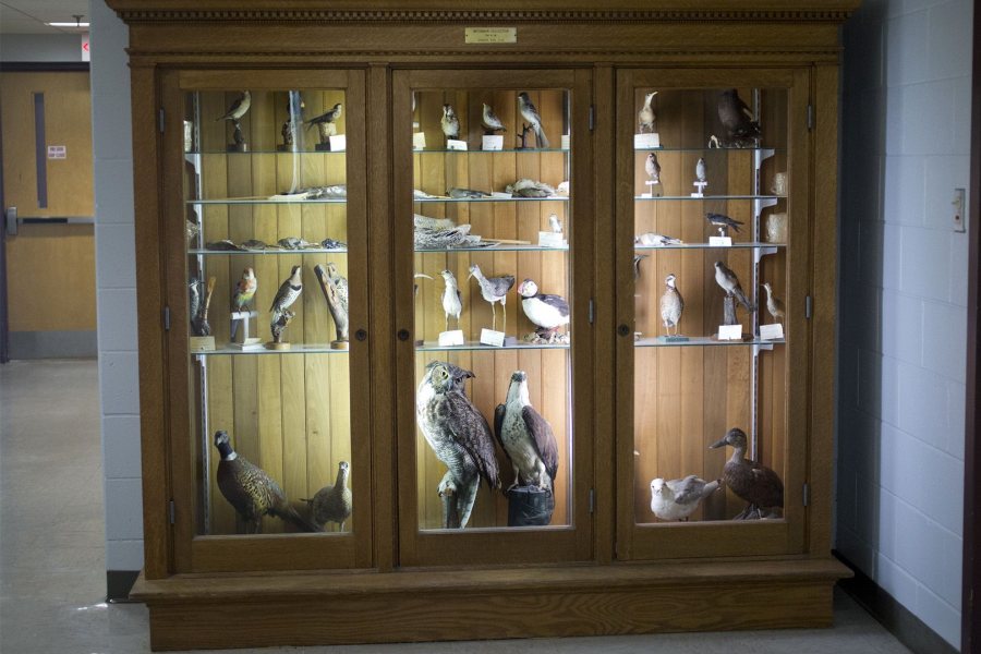 The Waterman display case in Carnegie Science Hall. (Phyllis Graber Jensen/Bates College)