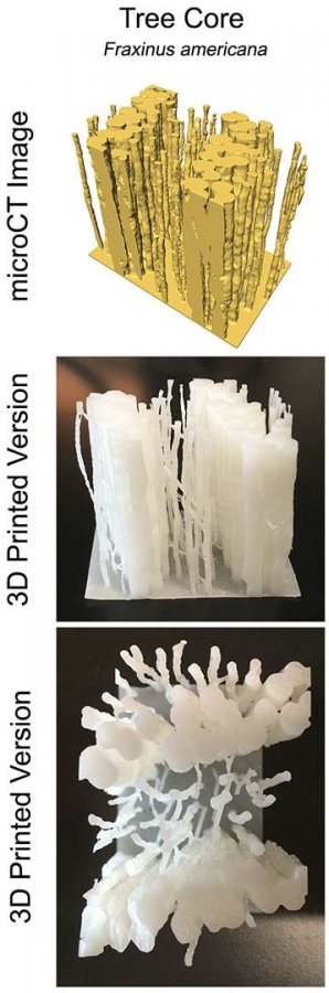 A sample of tree xylem tissue represented in a 3-D micro-CT scan (top) and in models made by a 3-D printer. (Craig Brodersen)