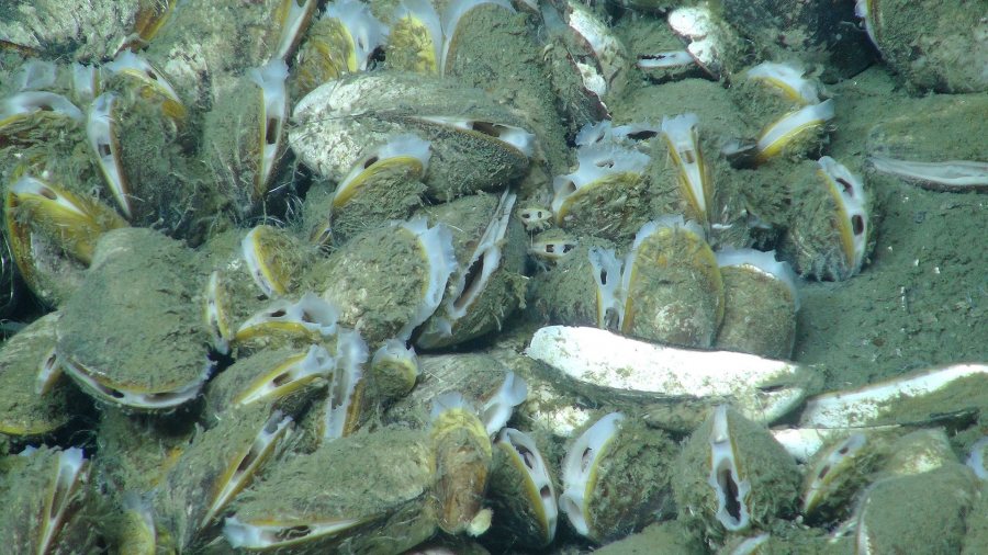 A curious fact about bivalves that live near deep-sea methane seeps: they're not part of a photosynthetic food chain. Instead, they eat bacteria that rely on methane. There are mussels from the genus Bathymodiolus (Image courtesy of Deepwater Canyons 2013 Expedition NOAA-OER/BOEM/USGS)