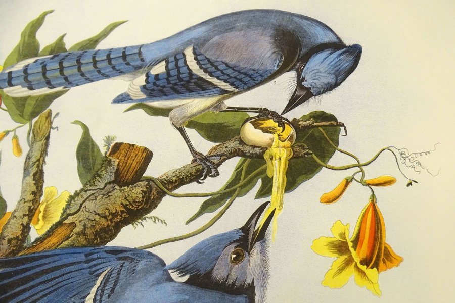 This detail of the bluejay plate from The Birds of America shows what Audubon called the "rogues" and "deceivers" of the bird world.