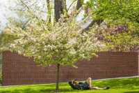 A photographer flattens himself on the walkway to Ladd Library to capture spring beauty. (Phyllis Graber Jensen/Bates College)