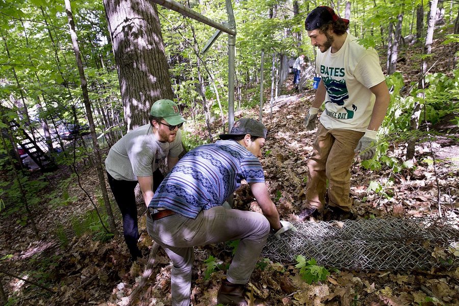 From left, Oliver Farnum '19 of Marshfield, Mass., Jeremy Mack '16 of Brooklyn, N.Y., and George Fiske '19 of West Hartford, Conn., grapple with chain-link fencing during the EcoService Day project on Mount David on May 21. (Phyllis Graber Jensen/Bates College)