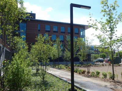 New plantings at 65 Campus Ave. on May 31, 2016. Note the ground cover at left — some 6,000 barren strawberry and sedge plants covering a storm runoff site. (Doug Hubley/Bates College)