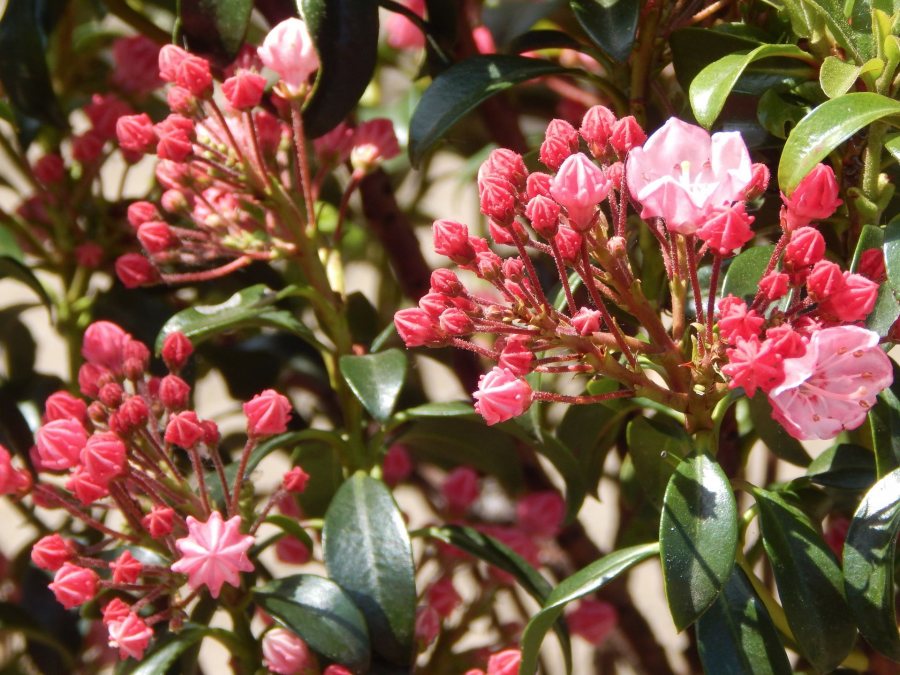 Newly planted "Elf" mountain laurels are happy to have their toes in the ground at 65 Campus Ave. (Doug Hubley/Bates College)