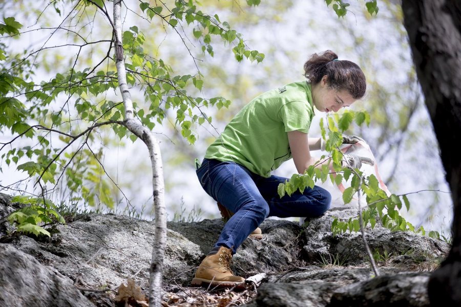 Rachel Minkovitz '19 of Wilmington, Del., picks up trash on Mount David during the EcoService Day project on May 21. (Phyllis Graber Jensen/Bates College)